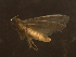  ( - LOPE14-Lepido0473)  @12 [ ] CreativeCommons - Attribution Non-Commercial Share-Alike (2014) Louis Auger ECODIV