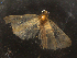  ( - LOPE14-Lepido0500)  @12 [ ] CreativeCommons - Attribution Non-Commercial Share-Alike (2014) Louis Auger ECODIV