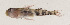  (Eviota lacrimosa - MOH-084)  @11 [ ] CreativeCommons  Attribution Non-Commercial (by-nc) (2008) Unspecified Smithsonian Institution National Museum of Natural History