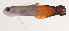  ( - MOH-061)  @11 [ ] CreativeCommons  Attribution Non-Commercial (by-nc) (2008) Unspecified Smithsonian Institution National Museum of Natural History