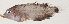  ( - MOH-065)  @11 [ ] CreativeCommons  Attribution Non-Commercial (by-nc) (2008) Unspecified Smithsonian Institution National Museum of Natural History