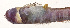  ( - MOH-041)  @11 [ ] CreativeCommons  Attribution Non-Commercial (by-nc) (2008) Unspecified Smithsonian Institution National Museum of Natural History