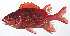  ( - MOH-076)  @11 [ ] CreativeCommons  Attribution Non-Commercial (by-nc) (2008) Unspecified Smithsonian Institution National Museum of Natural History