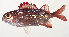  ( - MOH-051)  @11 [ ] CreativeCommons  Attribution Non-Commercial (by-nc) (2008) Unspecified Smithsonian Institution National Museum of Natural History