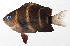  ( - MOH-052)  @11 [ ] CreativeCommons  Attribution Non-Commercial (by-nc) (2008) Unspecified Smithsonian Institution National Museum of Natural History