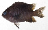  ( - MOH-067)  @11 [ ] CreativeCommons  Attribution Non-Commercial (by-nc) (2008) Unspecified Smithsonian Institution National Museum of Natural History