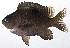  ( - MOH-160)  @11 [ ] CreativeCommons  Attribution Non-Commercial (by-nc) (2008) Unspecified Smithsonian Institution National Museum of Natural History