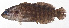  ( - MOH-198)  @11 [ ] CreativeCommons  Attribution Non-Commercial (by-nc) (2008) Unspecified Smithsonian Institution National Museum of Natural History