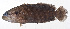  ( - MOH-199)  @11 [ ] CreativeCommons  Attribution Non-Commercial (by-nc) (2008) Unspecified Smithsonian Institution National Museum of Natural History
