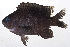  ( - MOH-159)  @11 [ ] CreativeCommons  Attribution Non-Commercial (by-nc) (2008) Unspecified Smithsonian Institution National Museum of Natural History