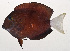  ( - MOH-115)  @11 [ ] CreativeCommons  Attribution Non-Commercial (by-nc) (2008) Unspecified Smithsonian Institution National Museum of Natural History