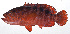  ( - MOH-155)  @11 [ ] CreativeCommons  Attribution Non-Commercial (by-nc) (2008) Unspecified Smithsonian Institution National Museum of Natural History