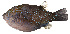  ( - MOH-167)  @11 [ ] CreativeCommons  Attribution Non-Commercial (by-nc) (2008) Unspecified Smithsonian Institution National Museum of Natural History