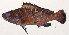  ( - MOH-186)  @11 [ ] CreativeCommons  Attribution Non-Commercial (by-nc) (2008) Unspecified Smithsonian Institution National Museum of Natural History