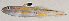  ( - MOH-109)  @11 [ ] CreativeCommons  Attribution Non-Commercial (by-nc) (2008) Unspecified Smithsonian Institution National Museum of Natural History