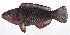  ( - MOH-103)  @11 [ ] CreativeCommons  Attribution Non-Commercial (by-nc) (2008) Unspecified Smithsonian Institution National Museum of Natural History
