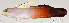  ( - MOH-100)  @11 [ ] CreativeCommons  Attribution Non-Commercial (by-nc) (2008) Unspecified Smithsonian Institution National Museum of Natural History