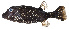  ( - MOH-009)  @11 [ ] CreativeCommons  Attribution Non-Commercial (by-nc) (2008) Unspecified Smithsonian Institution National Museum of Natural History