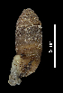  ( - MZB 2017-0717-2)  @11 [ ] CreativeCommons - Attribution Share-Alike (2019) Unspecified Museu de Ciencies Naturals de Barcelona - Zoology