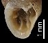  ( - MZB 2017-0729-3)  @11 [ ] CreativeCommons - Attribution Share-Alike (2019) Unspecified Museu de Ciencies Naturals de Barcelona - Zoology