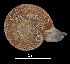  ( - MZB 2017-0763-1)  @11 [ ] CreativeCommons - Attribution Share-Alike (2019) Unspecified Museu de Ciencies Naturals de Barcelona - Zoology
