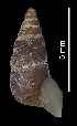  (Chondrina aguilari - MZB 2017-0774-1)  @11 [ ] CreativeCommons - Attribution Share-Alike (2019) Unspecified Museu de Ciencies Naturals de Barcelona - Zoology