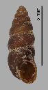  (Chondrina arigonis - MZB-2017-0775)  @11 [ ] CreativeCommons - Attribution Share-Alike (2021) Unspecified Museu de Ciencies Naturals de Barcelona, Zoological Collections