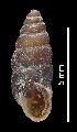  (Chondrina avenacea - MZB 2017-0778-1)  @11 [ ] CreativeCommons - Attribution Share-Alike (2019) Unspecified Museu de Ciencies Naturals de Barcelona - Zoology