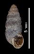  ( - MZB 2017-0790-2)  @11 [ ] CreativeCommons - Attribution Share-Alike (2019) Unspecified Museu de Ciencies Naturals de Barcelona - Zoology