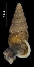 ( - MZB 2017-0819-2)  @11 [ ] CreativeCommons - Attribution Share-Alike (2019) Unspecified Museu de Ciencies Naturals de Barcelona - Zoology
