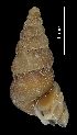  ( - MZB 2017-0819-4)  @11 [ ] CreativeCommons - Attribution Share-Alike (2019) Unspecified Museu de Ciencies Naturals de Barcelona - Zoology