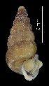  ( - MZB 2017-0819-5)  @11 [ ] CreativeCommons - Attribution Share-Alike (2019) Unspecified Museu de Ciencies Naturals de Barcelona - Zoology