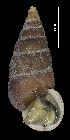  ( - MZB 2017-0822-2)  @11 [ ] CreativeCommons - Attribution Share-Alike (2019) Unspecified Museu de Ciencies Naturals de Barcelona - Zoology