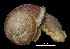  ( - MZB 2017-0843-2)  @11 [ ] CreativeCommons - Attribution Share-Alike (2021) Unspecified Museu de Ciencies Naturals de Barcelona, Zoological Collections