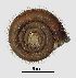  (Helicodontidae - MZB 2017-0875-3)  @11 [ ] CreativeCommons - Attribution Share-Alike (2019) Unspecified Museu de Ciencies Naturals de Barcelona - Zoology