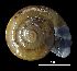  ( - MZB 2017-0912-2)  @11 [ ] CreativeCommons - Attribution Share-Alike (2019) Unspecified Museu de Ciencies Naturals de Barcelona - Zoology