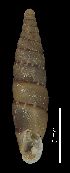  ( - MZB 2017-0928-2)  @11 [ ] CreativeCommons - Attribution Share-Alike (2019) Unspecified Museu de Ciencies Naturals de Barcelona - Zoology