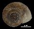  (Pyrenaearia molae - MZB-2017-0949)  @11 [ ] CreativeCommons - Attribution Share-Alike (2021) Unspecified Museu de Ciencies Naturals de Barcelona, Zoological Collections