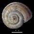  (Xerosecta - MZB 2017-1003-2)  @11 [ ] CreativeCommons - Attribution Share-Alike (2019) Unspecified Museu de Ciencies Naturals de Barcelona - Zoology