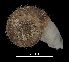  ( - MZB 2017-1008-1)  @11 [ ] CreativeCommons - Attribution Share-Alike (2019) Unspecified Museu de Ciencies Naturals de Barcelona - Zoology