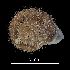  ( - MZB 2017-1008-2)  @11 [ ] CreativeCommons - Attribution Share-Alike (2019) Unspecified Museu de Ciencies Naturals de Barcelona - Zoology