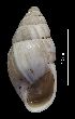  ( - MZB 2017-1010-2)  @11 [ ] CreativeCommons - Attribution Share-Alike (2019) Unspecified Museu de Ciencies Naturals de Barcelona - Zoology