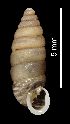  (Granariinae - MZB-2018-0518)  @11 [ ] CreativeCommons - Attribution Share-Alike (2021) Unspecified Museu de Ciencies Naturals de Barcelona, Zoological Collections