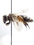  (Andrena flavipes - GIR_17)  @15 [ ] Biology Dep. - University of Florence (2019) Francesca Romana Dani Biology Dep. - University of Florence