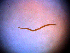 (Sabatieria sp. 1 - 141P16F14)  @11 [ ] by_nc_nd (2014) Unspecified Ghent University