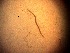  (Axonolaimus paraspinosus - 18C16M12)  @11 [ ] by_nc_nd (2012) Unspecified Ghent University