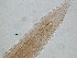 (Dorylaimopsis tumida - 23H6K12)  @11 [ ] by_nc_nd (2012) Unspecified Ghent University