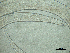  (Axonolaimus paraponticus - 34A25C14)  @11 [ ] by_nc_nd (2014) Unspecified Ghent University