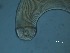  (Desmodora sp.1 FH-2016 - 6F13B15)  @11 [ ] by_nc_nd (2015) Unspecified Ghent University