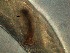  (Cyatholaiminae - 7C09M12)  @11 [ ] by_nc_nd (2012) Unspecified Ghent University